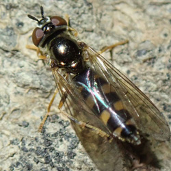 Platycheirus europaeus